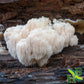 Organic Lions Mane Mushroom Powder