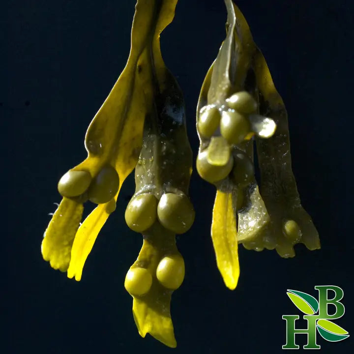 Bladderwrack Powder